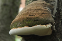 Polyporales