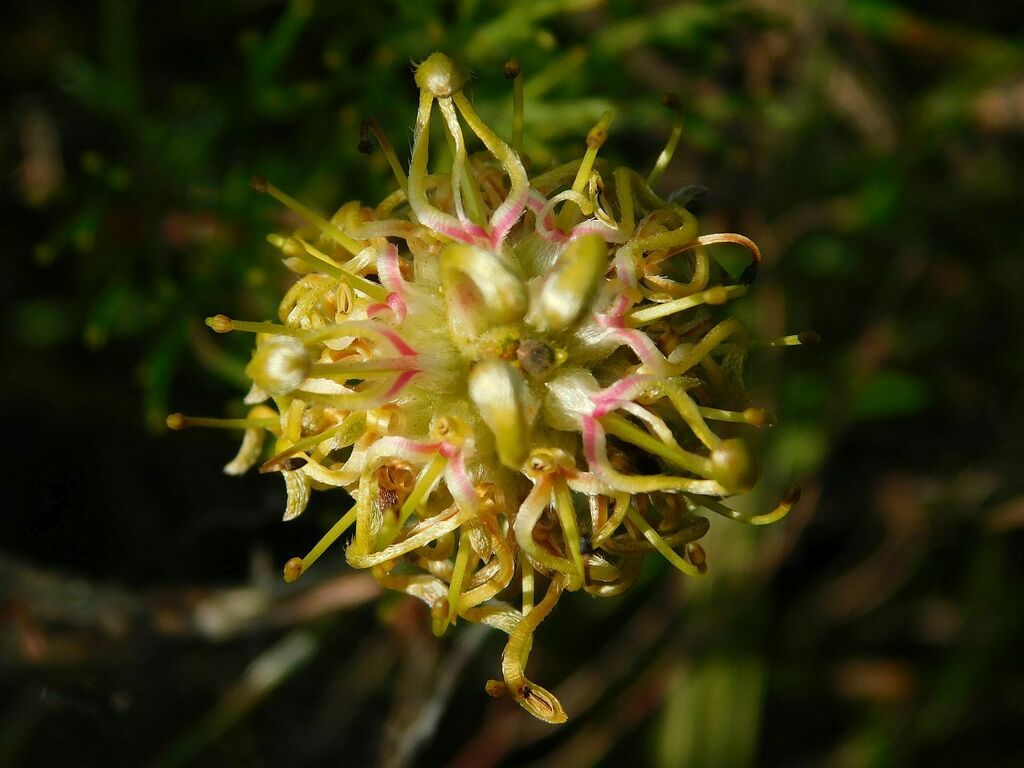 Seru Rixa Rûens Spiderhead from Maermanslink Greyton, 7233, South Africa on ...
