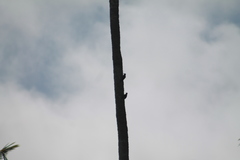 Melanerpes portoricensis