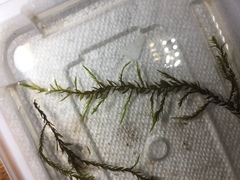 Fontinalis novae-angliae