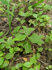 Persicaria orientalis