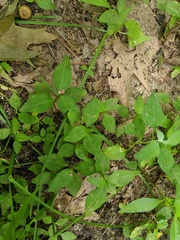 Persicaria orientalis