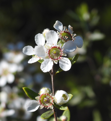 Leptospermum brevipes