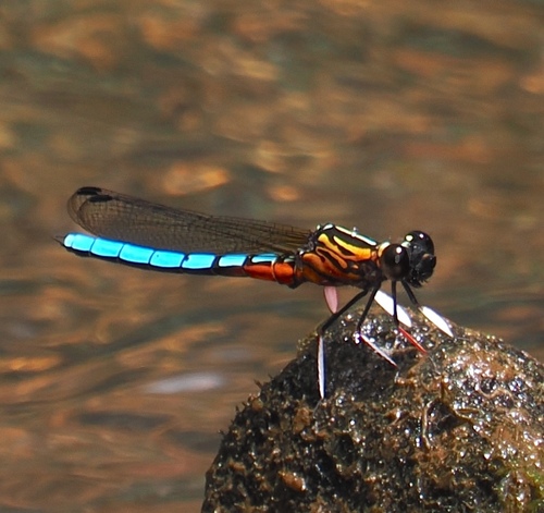 Dancing Jewel
