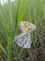 Melanargia russiae