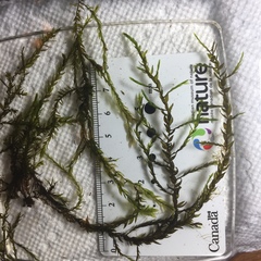 Fontinalis novae-angliae