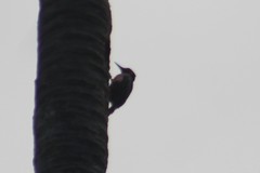 Melanerpes portoricensis