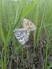 Melanargia russiae