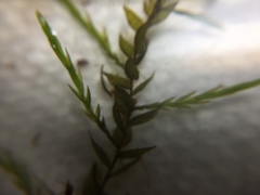 Fontinalis novae-angliae