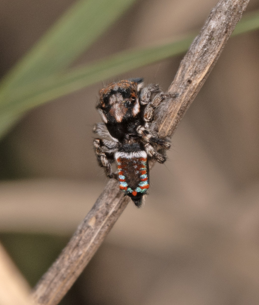 Fingers Peacock Spider