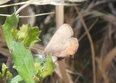 Callophrys augustinus iroides