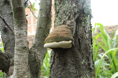Polyporales