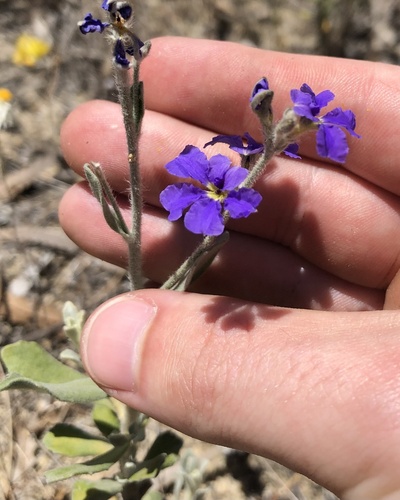 Spiked Dampiera (Dampiera spicigera)