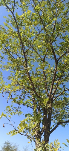 black locust