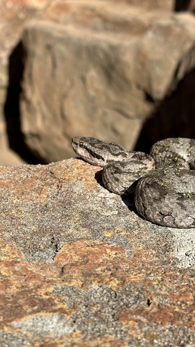 Shedao Island Pitviper