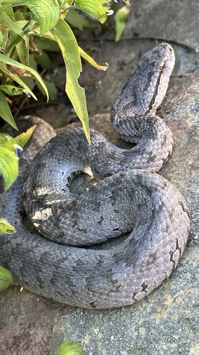 Shedao Island Pitviper