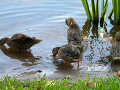 Anas platyrhynchos × fulvigula