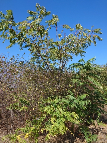 tree-of-heaven