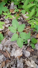 Cardamine diphylla