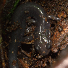 Plethodon montanus