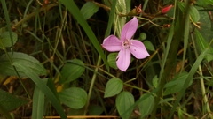 Arthrostemma ciliatum