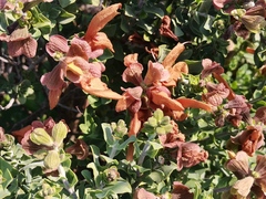 African Sage (Salvia africana)