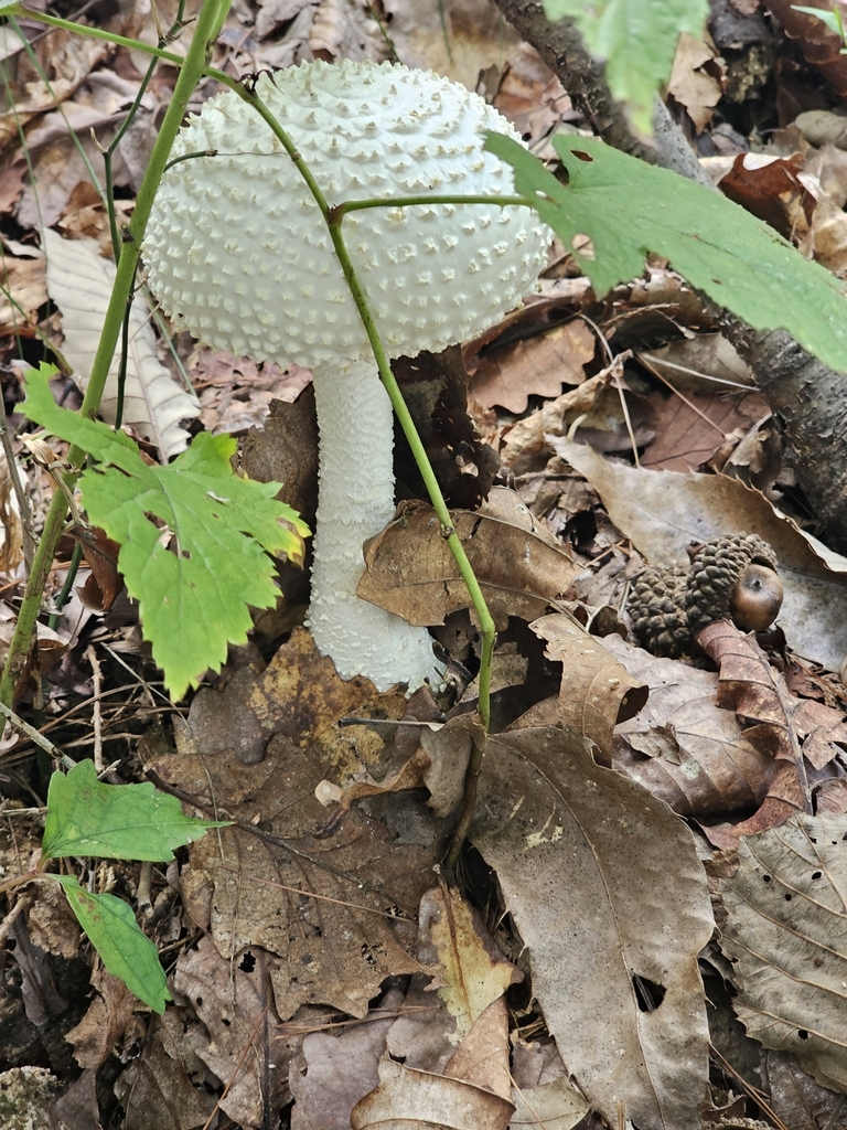 Amanita virgineoides · September 2024 · photo: © ke057 (iNaturalist, cc-by)