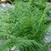 Lady Fern - Photo (c) Lena Dietz Chiasson, some rights reserved (CC BY-NC)
