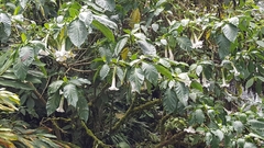 Brugmansia arborea