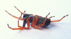 Trachelopachys gracilis