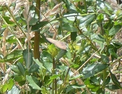 Callophrys augustinus iroides