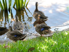 Anas platyrhynchos × fulvigula