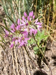 Allium bisceptrum