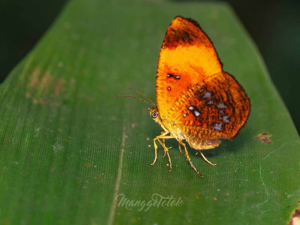 Petavia petavius