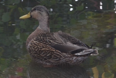 Anas platyrhynchos × fulvigula