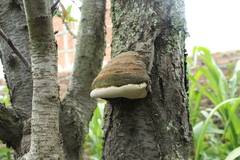 Polyporales