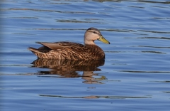 Anas platyrhynchos × fulvigula