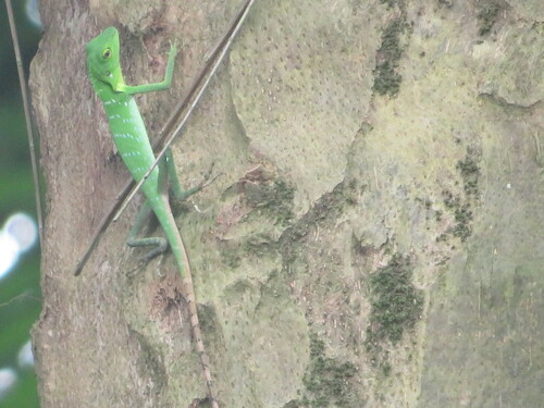 Green Crested Lizard