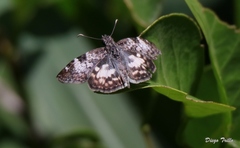 Chiomara asychis