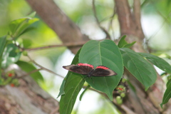 Biblis hyperia hyperia