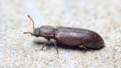 Shiny Powder-post Beetle