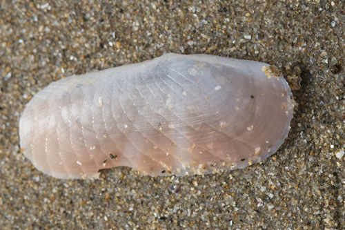 rosy razor clam