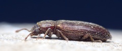 Lyctus cavicollis