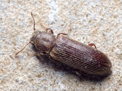 Lyctus cavicollis