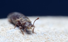 Lyctus cavicollis