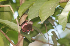 Biblis hyperia hyperia