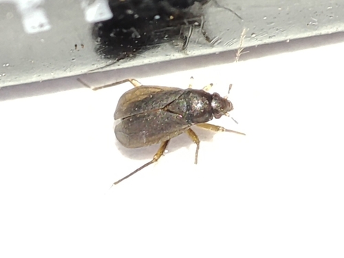 Ceratocombid bug