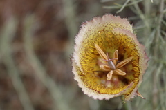 Calochortus weedii intermedius