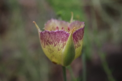 Calochortus weedii intermedius
