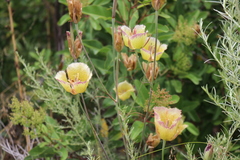 Calochortus weedii intermedius